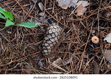 A top-down close-up shot of a single pine cone resting on a bed of dry pine needles, fallen leaves, and forest debris on the ground.