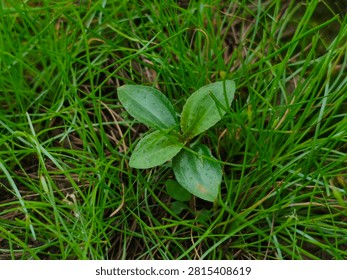 Top-down close-up shot of a small broadleaf weed sprout growing in the middle of fine green grass