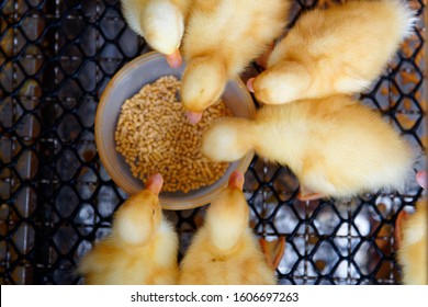 Top-down close-up view of cute, fluffy, yellow ducklings flocking around a feeding bowl in an incubator, in a poultry farm in Jiaoxi, Yilan, Taiwan, Asia ~ Industrial breeding of ducks
