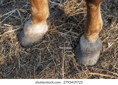 A top-down close-up view of two brown horse hooves standing on dry grass and straw.