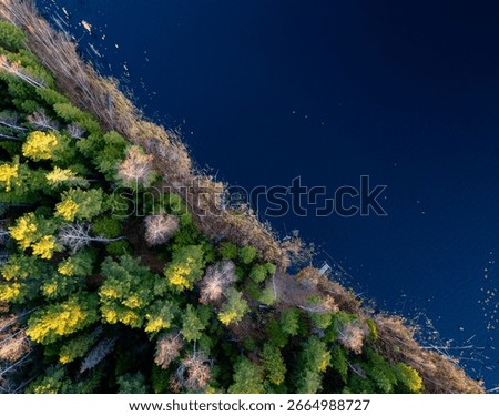Top-down drone view of conifer forest meeting deep blue water