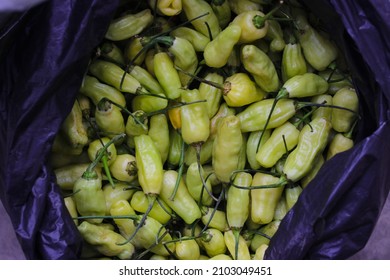 Top-down or Flat lay view of a bunch of datil peppers or cabai rawit (also known as Capsicum frutescens, chili pepper, cabai rawit putih) is freshly harvested by Indonesian Local Farmers from fields