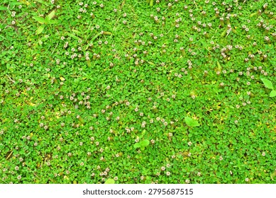 Top-down, full-frame background shot of a dense, lush carpet of Grona triflora (creeping tick-trefoil) growing in a sunny garden. The vibrant green mat features tiny, packed trifoliate clover-like leaves intermingled with minuscule pinkish-purple wildflower buds spreading evenly across the soil groundcover