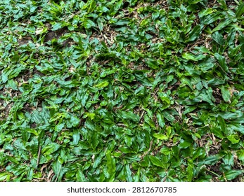 Topdown fullframe texture of lush green mini elephant grass (Axonopus compressus) covering the ground. Natural organic background pattern of vibrant lawn grass, suitable for eco-friendly graphic designs and nature backdrops.