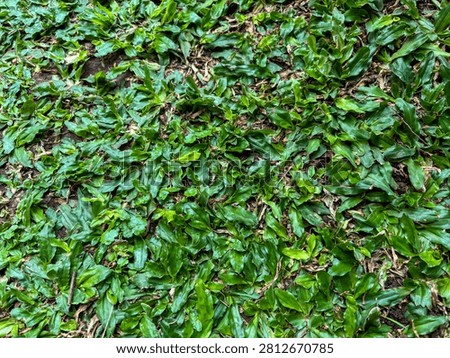 Topdown fullframe texture of lush green mini elephant grass (Axonopus compressus) covering the ground. Natural organic background pattern of vibrant lawn grass, suitable for eco-friendly graphic designs and nature backdrops.