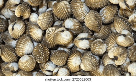 Top-down, full-frame view of a large collection of fresh blood cockles displayed at a market. 16:9 aspect ratio.