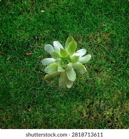 ​ ​A top-down, high-resolution photograph capturing a single, perfectly formed Sempervivum, commonly known as Hen and Chicks or Houseleek, centered within a lush, textured bed of vibrant green lawn grass. The succulent rosette features tightly clustered, fleshy, pale green leaves that form a symmetrical, star-like pattern. Each leaf tip is distinctly marked with a delicate, reddish-pink hue, providing a subtle color contrast against the verdant backdrop. The Sempervivum is sharply in focus, showcasing the intricate, overlapping layers of its geometric structure and the fine, powdery texture of its leaves. It is isolated as the primary subject, appearing to grow naturally amidst the dense blades of grass, which fill the majority of the frame. Scattered lightly across the grass are a few tiny, dry brown leaf fragments and pebbles, adding a touch of organic realism to the scene. The perspective is a precise 90-degree overhead shot (flat lay), providing a clear view of the succulent's rosette form and its relationship to the surrounding ground cover. The lighting is natural, even daylight, casting soft shadows that define the contours of the leaves. The image conveys a sense of balance, natural beauty, and resilience, suitable for various commercial uses including garden design concepts, botanical studies, nature publications, and wellness branding. The green grass acts as a rich, textured, and non-distracting environment for the central botanical subject.