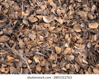 A top-down horizontal full-frame shot of a thick layer of dry, brown, and golden autumn leaves scattered on the ground outdoors. Small dried twigs and branches are intertwined among the fallen foliage under natural daylight. Concept of autumn season, dry foliage, organic waste, forest floor, natural textures, garden cleaning, change of seasons, and environmental backgrounds.