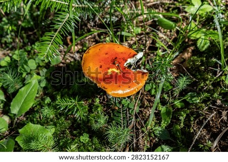 A top-down horizontal view of a wild orange fungus cap emerging from thick green moss and leaves on the ground of a pine forest.