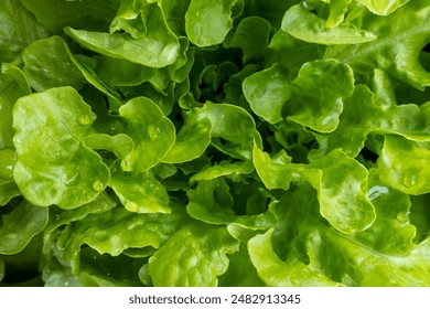 Top-down macro of fresh oak leaf lettuce, dense ruffled leaves with dewdrops, vibrant green tones, high-detail HDR texture, natural organic background