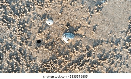 Top-down macro photograph capturing two distinct types of small seashells, one white and one striped, lying on a beach surrounded by intricate sand pellets made by ghost crabs. The image features a visible crab burrow hole, highlighting the coastal ecosystem. Shot in natural golden light.