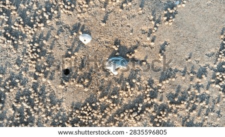 Top-down macro photograph capturing two distinct types of small seashells, one white and one striped, lying on a beach surrounded by intricate sand pellets made by ghost crabs. The image features a visible crab burrow hole, highlighting the coastal ecosystem. Shot in natural golden light.