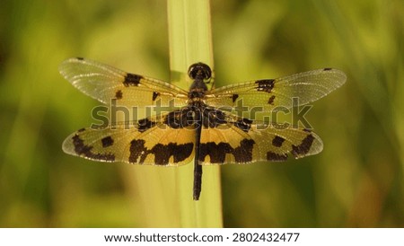 Top-down macro portrait of a dragonfly with wings fully spread. The wings have bright golden-yellow bases and bold irregular black markings, while the body is dark with large red compound eyes. Perched vertically on a green stem, against a soft green background.