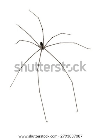 A top-down macro shot of a cellar spider, commonly known as a daddy longlegs, featuring a small brown body and exceptionally long, thin legs spread Isolated on white background