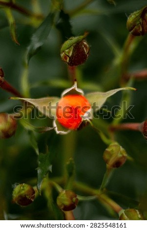 Top-down macro shot of a tiny bright orange rose bud opening surrounded by small green unblown sepals on a bush.