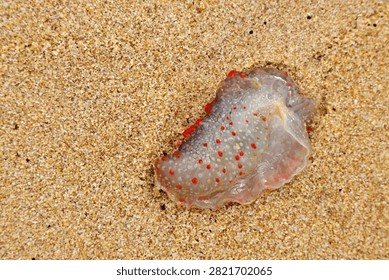 A top-down macro shot of a translucent sea slug or nudibranch with vibrant red and yellow spots lying on golden beach sand. Close-up view of an exotic marine creature washed ashore, with usable copy space.