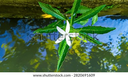 Top-down macro shot of a white star-shaped madamfate flower (Hippobroma longiflora) growing near water canal.