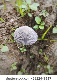 Top-down macro view of a delicate grey ribbed mushroom growing in damp soil surrounded by small green sprouts.