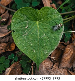 Top-down macro view of a fly resting on a textured, green heart-shaped leaf surrounded by dry brown foliage on the ground.