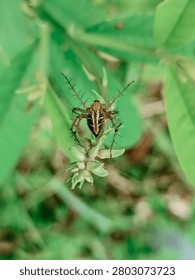 Top-down macro view of a Lynx spider showcasing its beautifully patterned back and spiky legs, resting on a green plant bud.