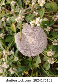 Top-down macro view of a pleated inkcap mushroom (Parasola plicatilis) cap with symmetrical radial grooves surrounded by tiny white wildflowers.