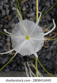 Top-down macro view of a pristine white spider lily (Hymenocallis) blooming against a contrasting dark grey gravel background, symbolizing purity and wellness.