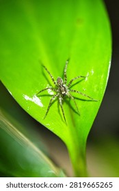 Top-down macro view of a small spider resting on a smooth green leaf.