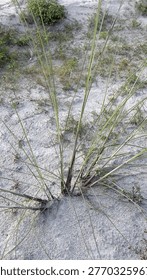 A top-down perspective captures a sparse clump of resilient green grass sprouting vigorously from dry, sandy earth, symbolizing perseverance and life.