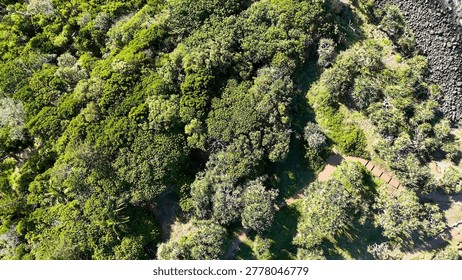 Top-down perspective of dense green trees and a winding trail near the rocky coast.