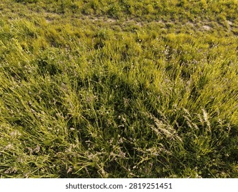 Top-down perspective of dense wild grass with seed heads and tiny flowers in warm sunlight