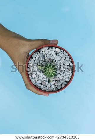 A top-down perspective of a person's hand holding a small, round green cactus in a terracotta-colored pot. The soil is covered with clean white and grey pebbles, all set against a vibrant, solid blue background.
