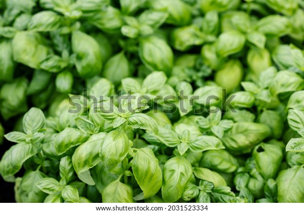 Top-down picture of Genovese basil plants. Basil\
(Ocimum basilicum), also called sweet basil, is a tender plant, and\
is used in cuisines worldwide. This cultivar is used for the famous\
Genoese pesto.