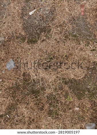 A top-down shot of dry, brown dead grass and straw covering dark soil, with a smooth grey stone on the left side, small mossy patches, and scattered bits of litter.