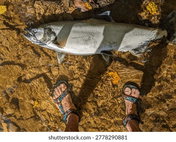 A top-down shot of a large spawning salmon in a shallow, rocky creek. In the foreground, a person's feet wearing patterned sandals stand in the clear water.
