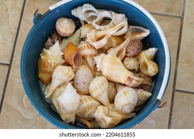 Top-down View Of A Blue Beach Bucket Of Seashells In Celestun, Mexico