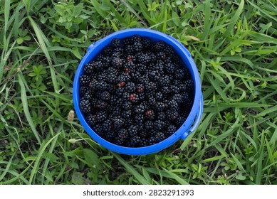 Top-down view of a bright blue plastic bucket filled to the brim with freshly harvested wild blackberries, placed on green grass outdoors.