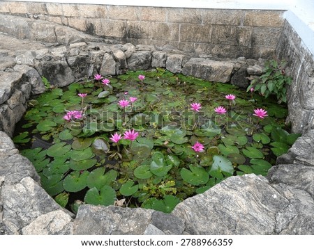 A top-down view of a circular stone pond filled with water lilies. Numerous bright pink lotus flowers are blooming among the broad green lily pads floating on the water surface.