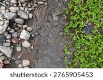 A top-down view of a clear stream, rocks, and lush green vegetation. Ideal for nature and environment themes.