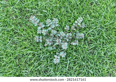 Top-Down View of a Creeping Broadleaf Spotted Spurge Weed Invading a Green Grass Lawn