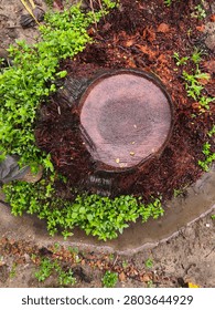Top-down view of a cut coconut tree stump surrounded by lush green foliage and damp soil.