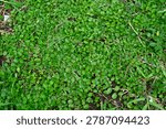 A top-down view of a dense carpet of small, vibrant green leaves covering the ground, creating a natural organic texture.