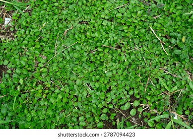 A top-down view of a dense carpet of small, vibrant green leaves covering the ground, creating a natural organic texture.