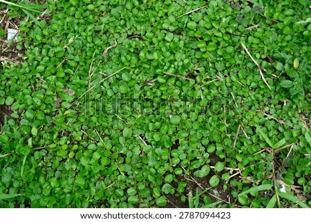 A top-down view of a dense carpet of small, vibrant green leaves covering the ground, creating a natural organic texture.