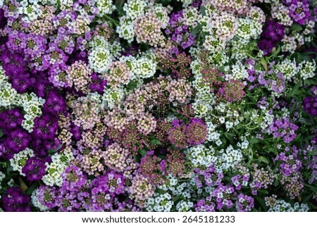 Top-down view of dense clusters of sweet alyssum flowers in full bloom, showcasing natural color gradients from white to lavender and deep violet, ideal for floral designs and nature-themed graphics.