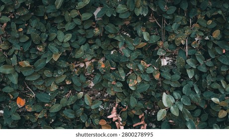 A top-down view of dense, overlapping climbing vine leaves covering a wall surface, creating a rich textural pattern of dark forest green foliage. Scattered orange and rust-colored spots from natural leaf discoloration and a few dried brown leaves add visual contrast and organic variation throughout the composition. The thick, overlapping leaf coverage with visible vine stems peeking through creates an immersive natural background texture, ideal for use in botanical design, eco-friendly branding, garden wall references, or nature-themed backdrops.