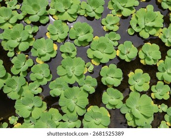 Top-down view of a dense patch of Pistia stratiotes (water lettuce) plants, with their textured, green leaves floating on dark water, creating a vibrant natural pattern.