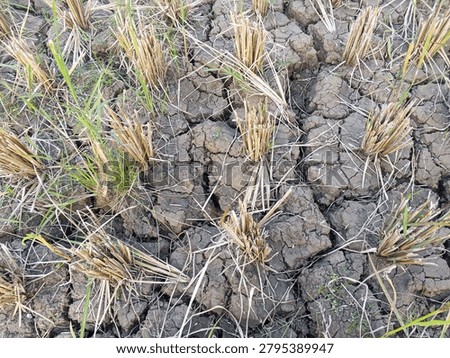 A top-down view of dried, cracked mud and parched earth in an agricultural rice field after the harvest, showing leftover yellow rice stalks and the impacts of global warming or dry season.