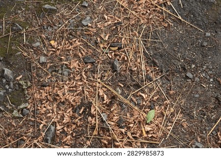 Top-down view of dry brown fallen leaves, straw, twigs, and small gravel stones scattered on dark dirt ground. Natural organic texture depicting rustic rural pathway, autumn transition, and countryside soil surface.