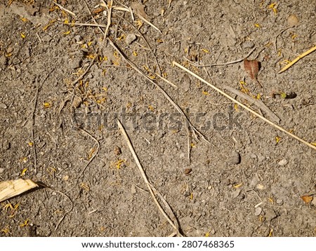 Top-down view of dry brown soil texture with small twigs, dry straw, and fallen yellow petals.