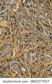Top-down view of a forest floor covered with dry pine needles, leaves, twigs, and natural woodland debris.